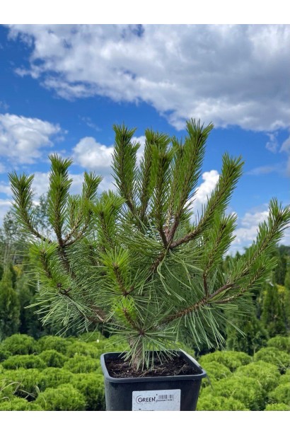 Сосна густоквіткова ‘Лоу Глоу’